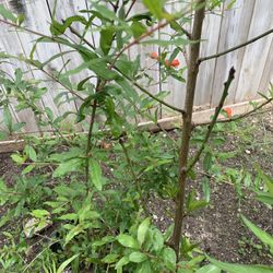 Pomegranate Plant With Floerrs