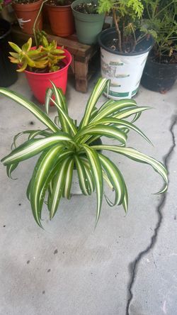 Beautiful Spider Plant
