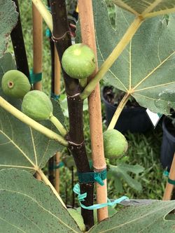 Fig Tree