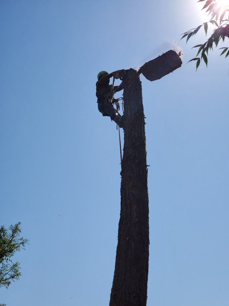 Trees/palms/stumps Business equipment