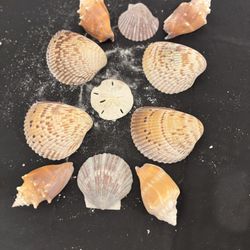Sea Shell Set For The Aquariums And Home Decorations 