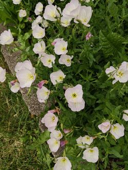Mexican primrose