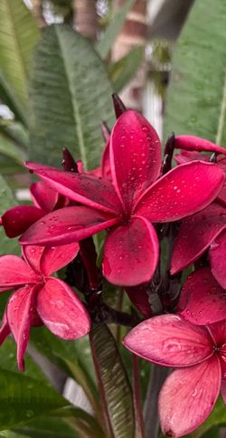 Hilo Beauty Insta-Tree Cutting