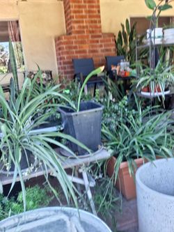 Garage & Plants Sale