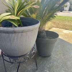 Plants And Pots (All For 40)