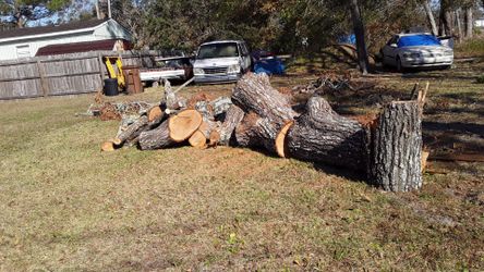 Free oak tree firewood