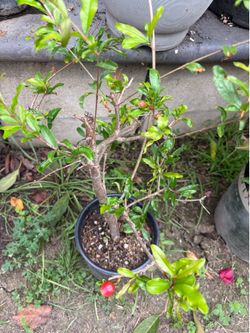 Pomegranate