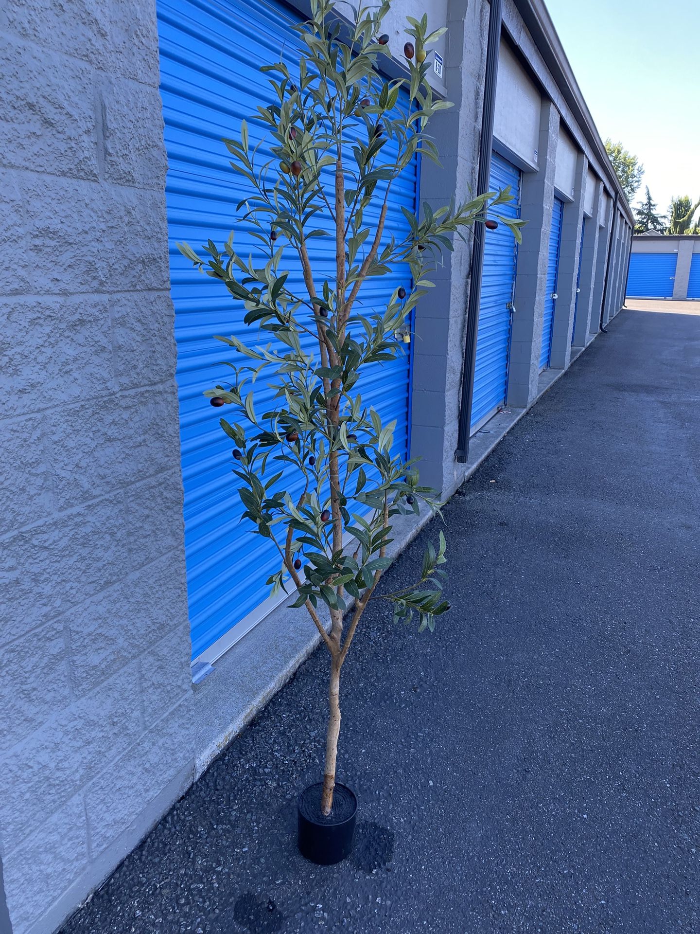 Olive Tree