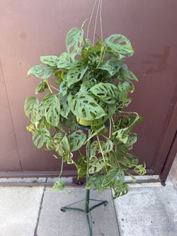 6” Xl Adansonii Swiss Cheese 