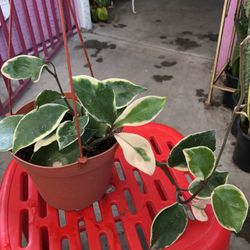 Tricolor Hoya Carnosa Krimson Queen