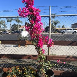 Bougainvillea 