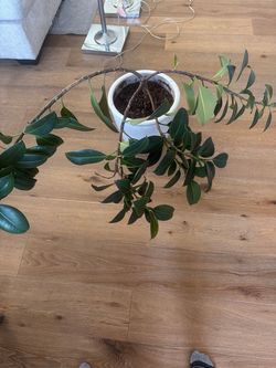 Ficus Plant and Vase