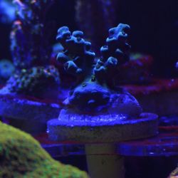 Blue Oregon Tort Acropora Coral Decoration 