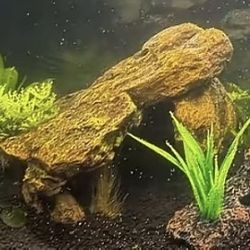 Aquarium fish tank or reptile hides