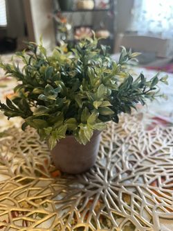 Plant