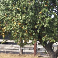 Apricots Fresh Straight From The Tree $1.99 Per Dozen