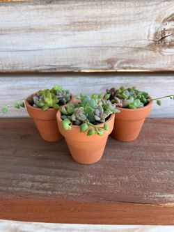 Succulent Arrangement