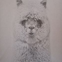 Dolly Lamma  Collection 