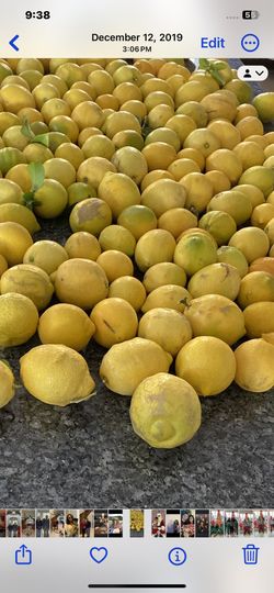 Fresh Cut Lemons $10 Big Bag 