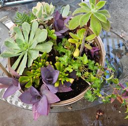 Succulent Arrangement