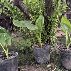 Medium Size  Elephant Ear Plant 