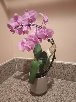 Orchids