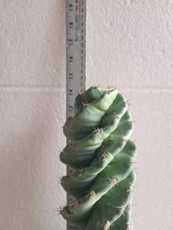 Spiral Cactus