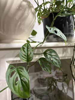 Monstera Adansonii (Swiss Cheese plant)