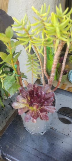 Planta Natural