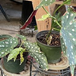 HERMOSAS PLANTAS NATURALES “ÁNGEL WING BEGONIAS PLANT 