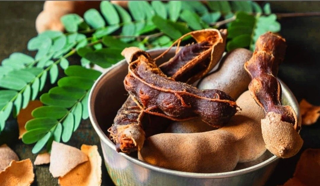 Tamarind/Tamarindo Plant