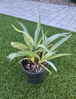 Foxtail Agave