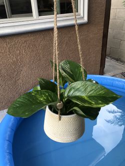 Beautiful hanging pot with golden pothos🌿