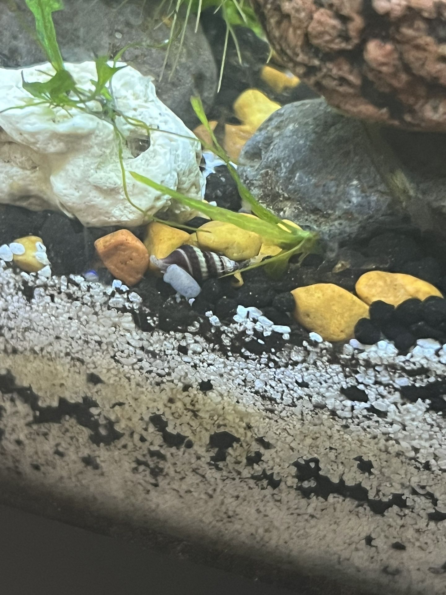 Aquarium Plants And Others.