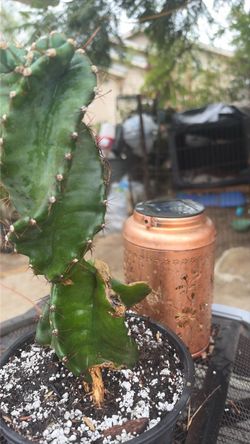 Cactus spiral