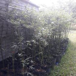 Seabreeze Bamboo Plants 7 Gallon Pots