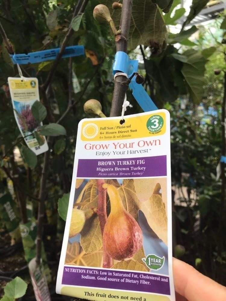 Brown Turkey Fig Fully Grown Tree In 5 Gallon Pot