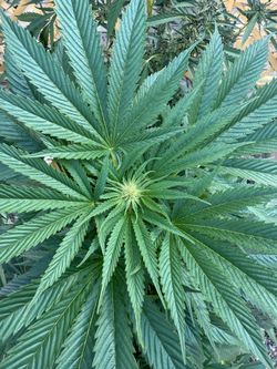 *** MUST GO !!!  GROW ROOM EQUIPMENT ***
