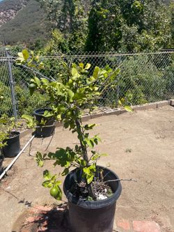Lima tree ( sweet lime )