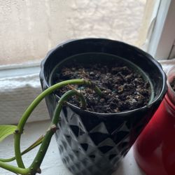 house plant