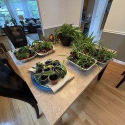 Variety Of Plants That Need New Homes. Pls See Description 