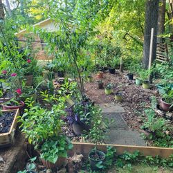 Peach Trees and More 