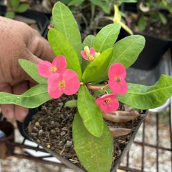 Euphorbia Milii Crown Of Thorns 