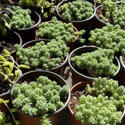 Cactus And Succulents 4”pot 