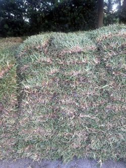 Fresh Sod