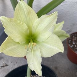 Planta De Amaryllis , Lirio Flor De Azucena , En Maceta De 8 Pulgadas 