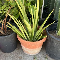 Aloe Vera Plant 