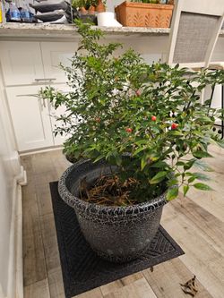 Chiltepe /chiltepin