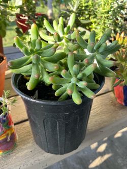 Succulent Plant