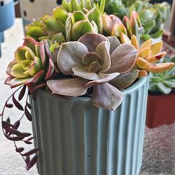 Mother's Day Gifts -Real Succulents And Plants Arrangements 